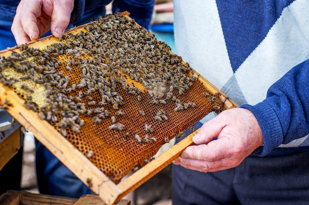 Marco con abejas en manos de un apicultor experimentado