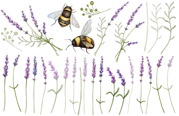 El marco de acuarela de lavanda es un clipart vintage de la Provenza en flor.