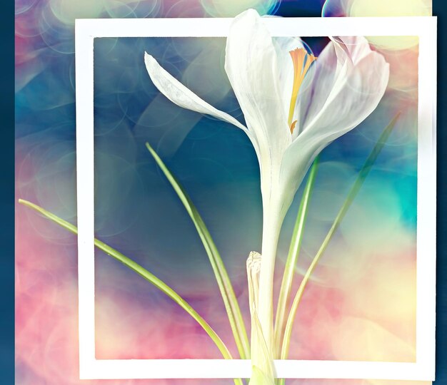 Marco de azafrán blanco / flores de primavera, fondo abstracto