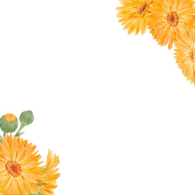Marco de calendula officinalis naranja acuarela ilustración dibujada a mano pintura botánica para