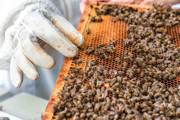 Marco de cera en la producción de miel de colmena