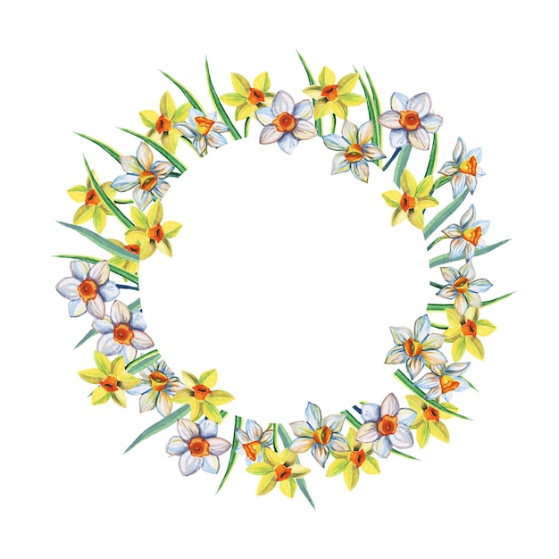 Marco de círculo de acuarela de narcisos amarillos y blancos Ilustración de acuarela aislado