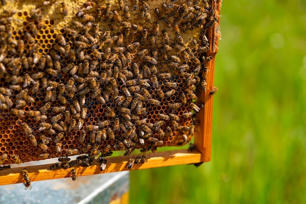 Marco de un colmenar El concepto de apicultura Recolección de miel Abejas en panal