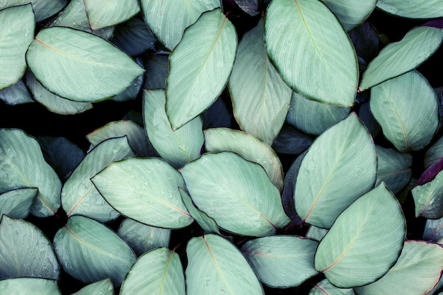 Marco completo de hojas verdes de fondo de la naturaleza exuberante follaje textura de la hoja