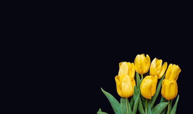 Marco de composición de flores hecho de tulipanes amarillos sobre fondo azul día de san valentín día de la madre y