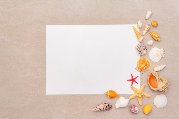 Marco de conchas marinas y fondo de hoja de papel en blanco blanco. Tarjeta, nota, documento, vista superior