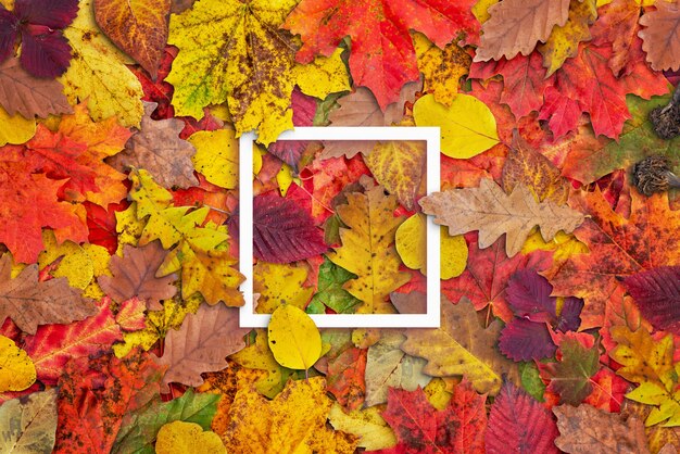 Foto marco cuadrado de papel blanco rodeado de hojas de otoño. vista superior; composición laica plana