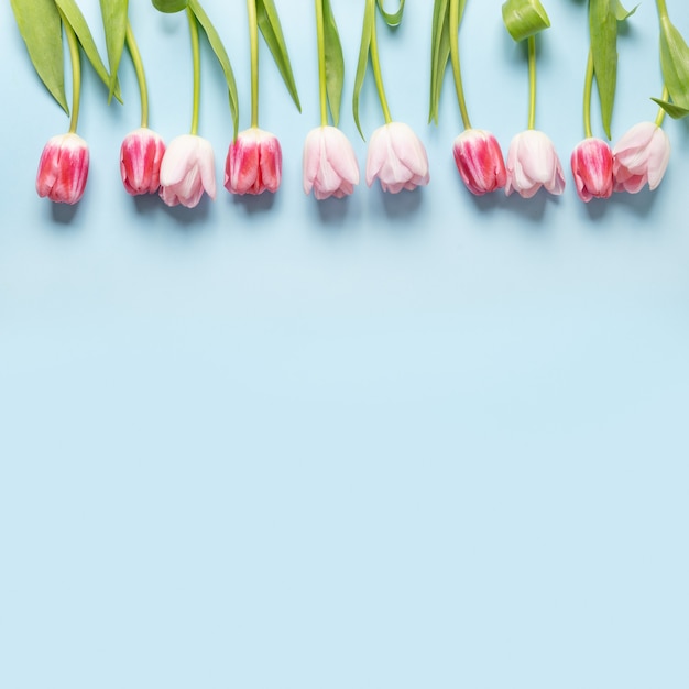 Marco cuadrado de primavera de tulipanes rosas sobre fondo azul. Patrón floral.