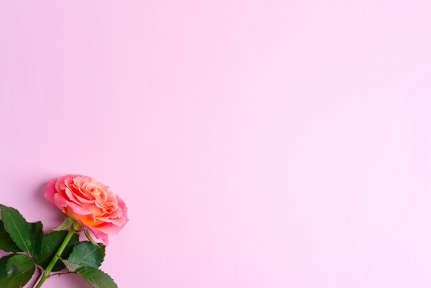 Marco festivo de esquina de flores frescas rosas florecientes sobre un fondo rosa