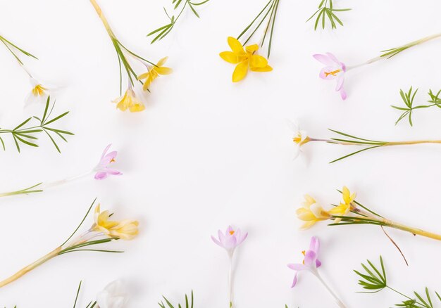 Marco festivo de primavera o pascua de azafrán de flores de primavera sobre fondo blanco