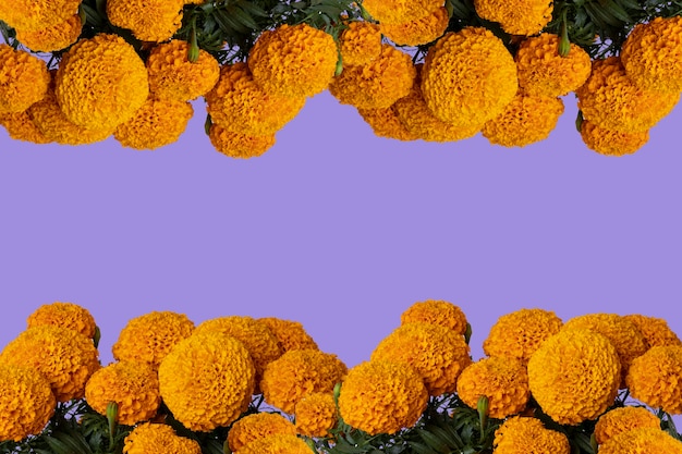 Marco de flor de cempasúchil con fondo de color y espacio para texto