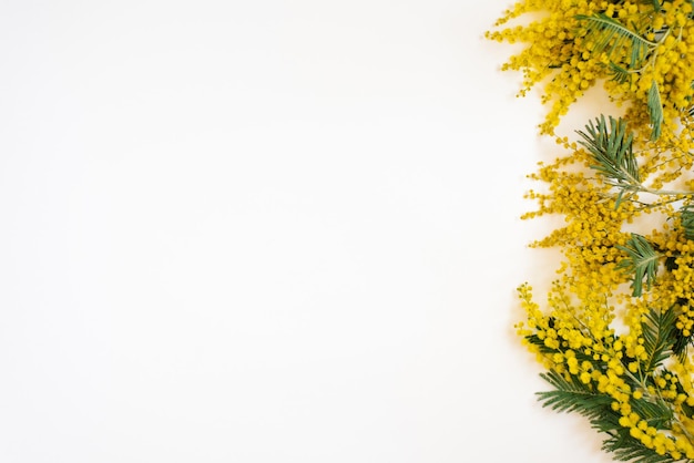 Marco floral de ramas de mimosa amarillas sobre fondo blanco Flores del día de la mujer