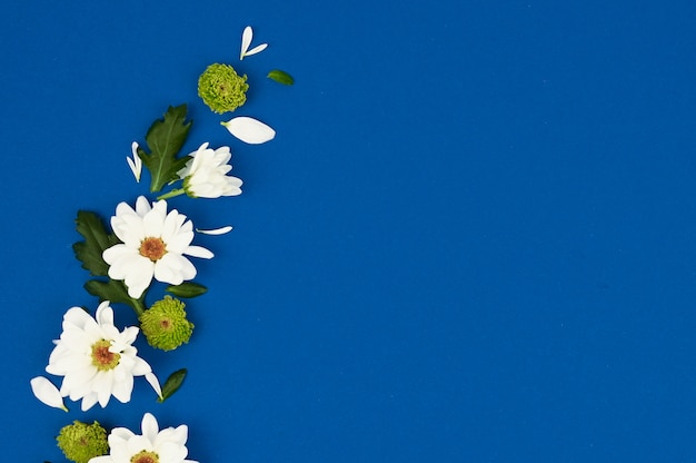 Marco de flores Diseño de flores blancas sobre un fondo azul. Concepto de belleza natural