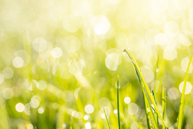 Marco Foto von grünem Gras bedeckt mit vielen Tautropfen. Frische, Anfang, Natur, Kopienraum