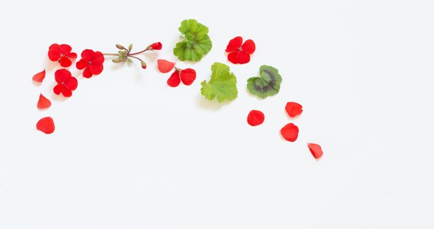 Foto marco de geranio rojo sobre fondo blanco.