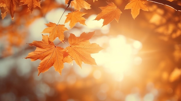 Foto marco de hojas de arce en una escena natural de otoño soleado