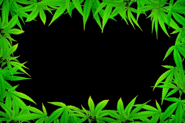 Marco de hojas de marihuana medicinal sobre fondo negro