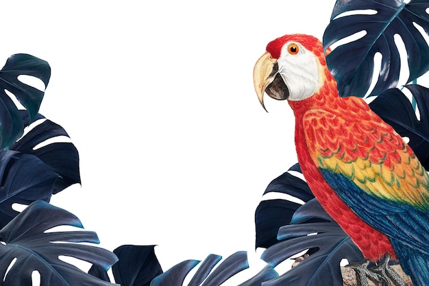 Marco de hojas de monstera del pájaro macaw escarlata Png