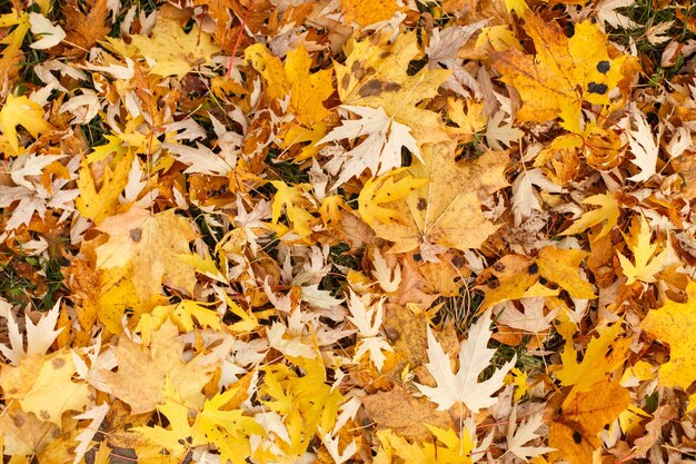 Marco de hojas de otoño sobre fondo de madera