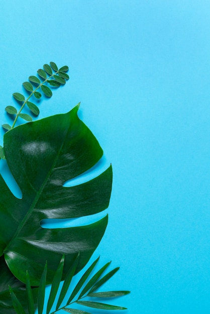 Foto marco de hojas tropicales monstera y palmeras sobre fondo rosa. vista superior, endecha plana.