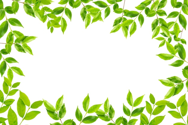 Marco de hojas verdes aislado sobre fondo blanco
