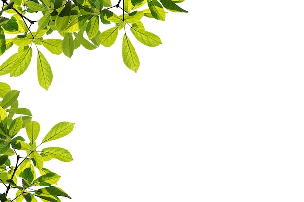 Foto marco de hojas verdes aislado sobre fondo blanco