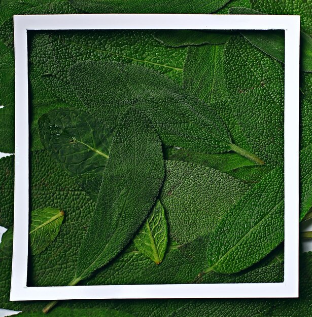 Marco de hojas verdes fondo abstracto / fondo verde inusual, concepto de naturaleza