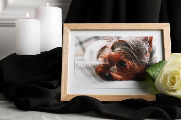 Marco con la imagen de un perro quemando velas y una flor de rosa en un primer plano de la mesa gris claro Funeral de mascotas