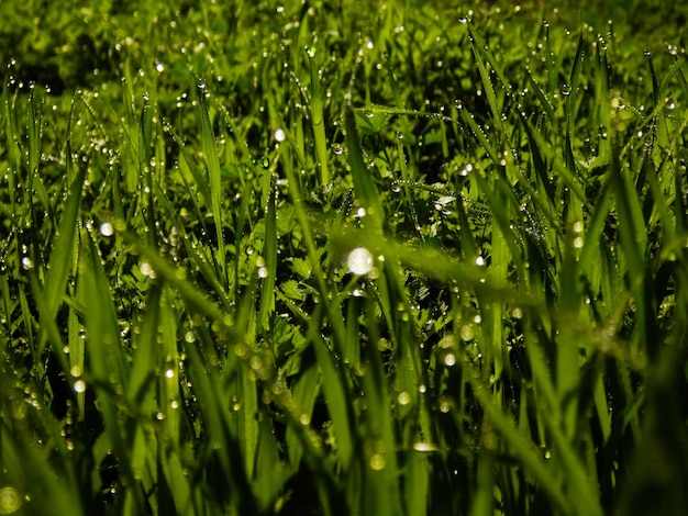 Un marco lleno de hierba que crece en el campo