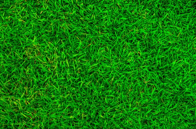 Un marco lleno de hierba verde