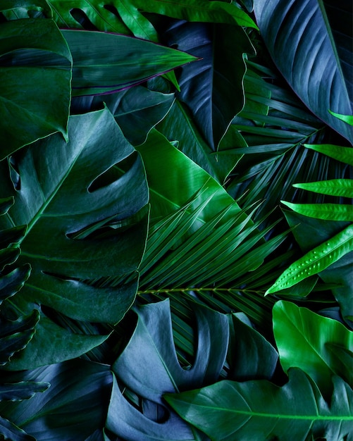 Marco lleno de hojas tropicales patrón fondo naturaleza follaje exuberante textura de hojas