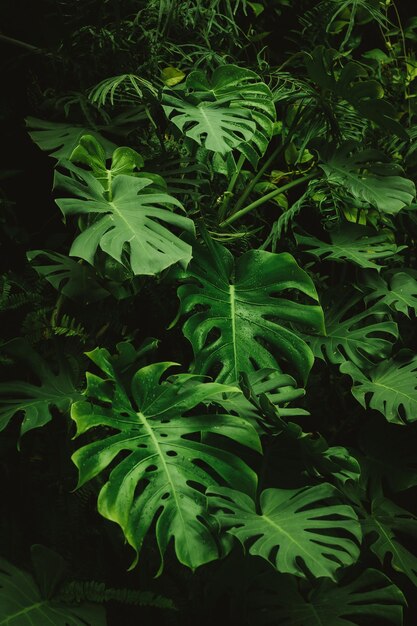 Marco lleno de hojas verdes patrón fondo naturaleza follaje exuberante hoja textura hoja tropical