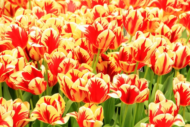 Un marco lleno de tulipanes rojos