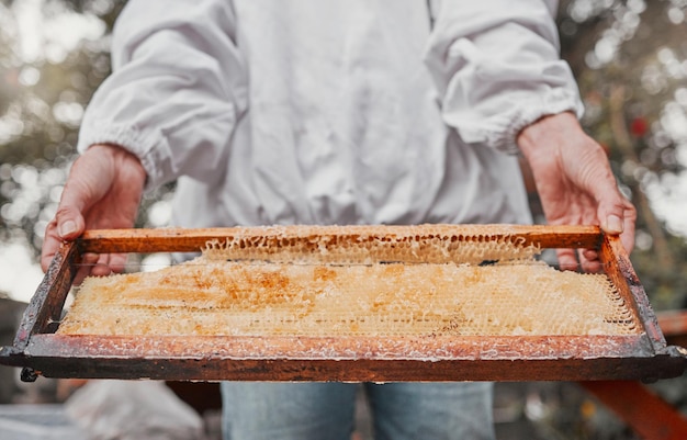 Foto marco de manos y panal con una mujer apicultora trabajando al aire libre en el campo por la sostenibilidad granja agrícola y miel con una agricultora trabajando en la producción de extracto natural