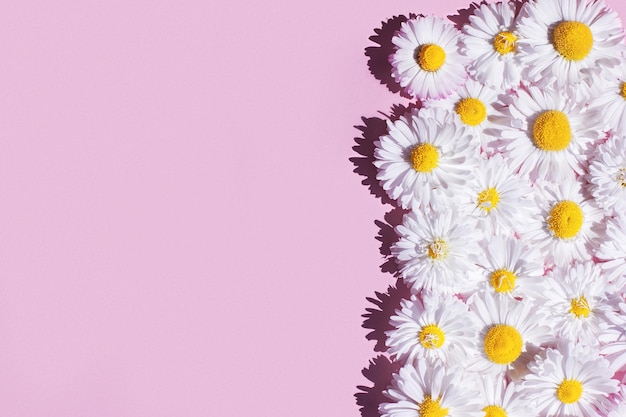 Un marco de margarita sobre un fondo rosa. vista superior Feliz Día de la Madre, Día de la Mujer o concepto de saludo del Día de San Valentín