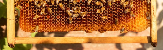 Marco de miel con abejas y miel envasada.