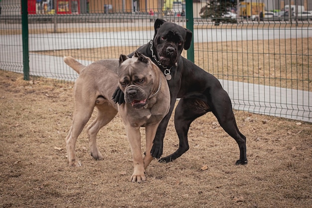 Marco en movimiento dos cane corsos están jugando al aire libre razas de perros grandes perro italiano cane corso