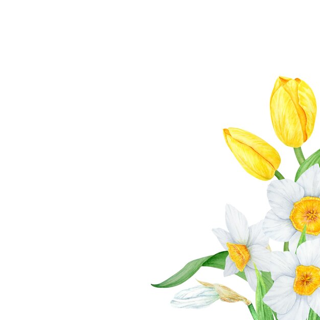 Marco de narciso blanco tulipán amarillo acuarela ilustración de narciso acuarela dibujada a mano