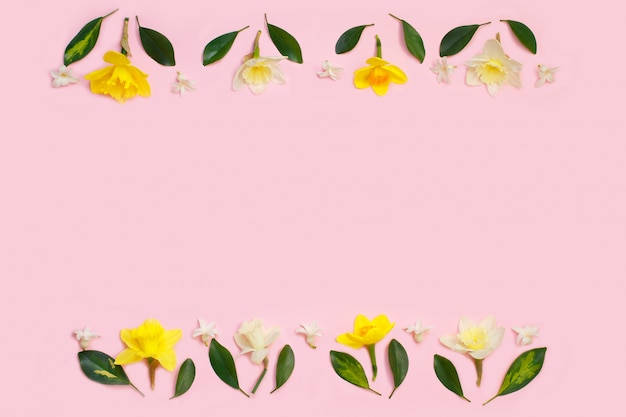 Marco de narciso o narciso flores y hojas sobre fondo rosa