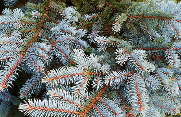 Marco de Navidad en el fondo. Árbol de navidad, año nuevo. Fi