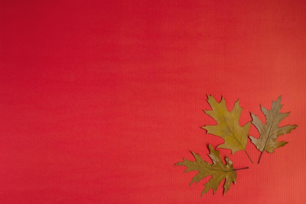 Marco de otoño en forma de hojas de roble de otoño sobre un fondo rojo Espacio de copia