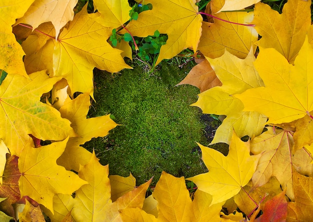 Marco de otoño hecho de hojas de otoño coloridas sobre fondo verde musgo