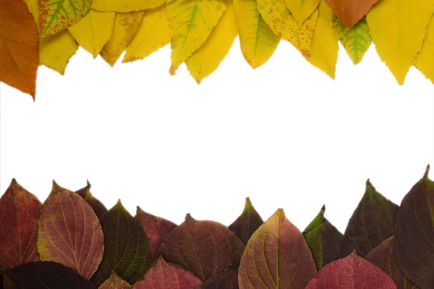 Marco de otoño hojas caídas de diferentes colores y formas Hay un espacio en blanco vacío en