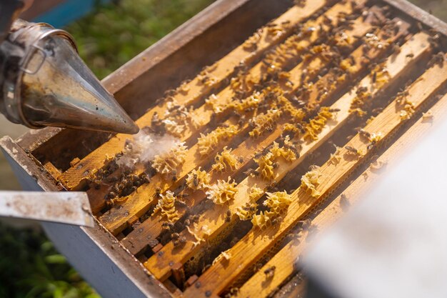 Marco de panal de apicultura Colmenar de abejas haciendo miel dulce