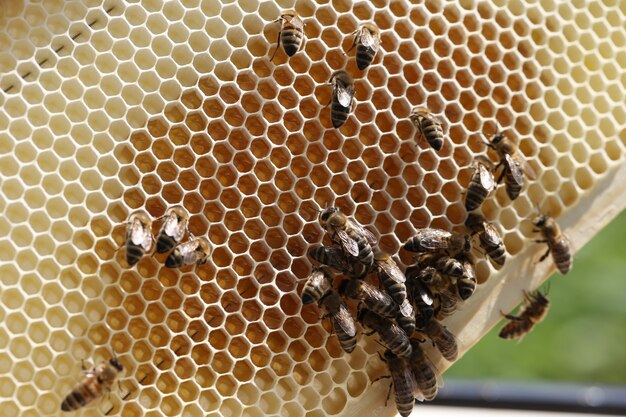 Marco con panales de abejas llenos de miel y abejas apicultura para principiantes concepto