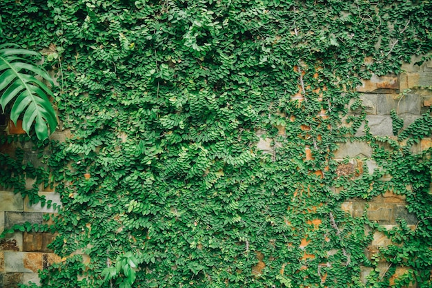 Marco de pared de hierba verde vacío como fondo Rama de árbol con hojas verdes y hierba en ladrillo blanco