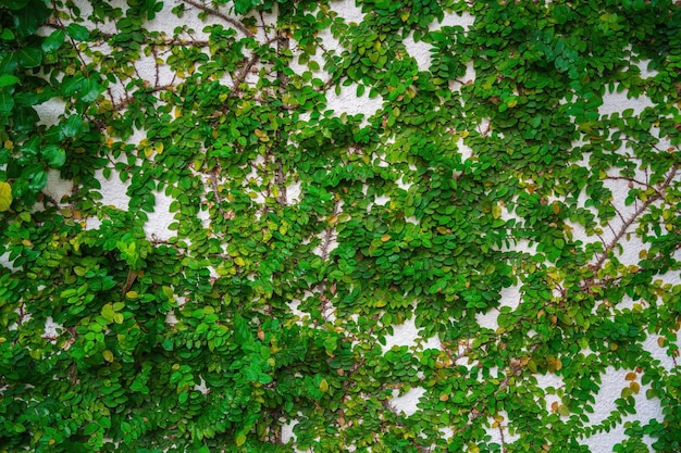 Marco de pared de hierba verde vacío como fondo Rama de árbol con hojas verdes y hierba sobre fondo de pared de ladrillo blanco