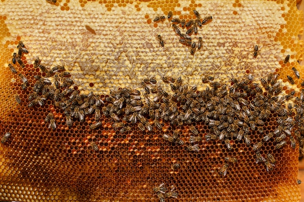 Marco para el primer plano de las abejas en el fondo del sol.