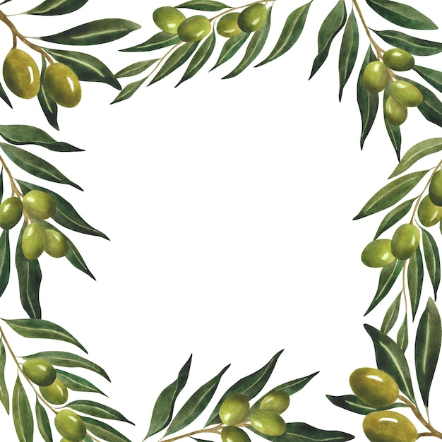 Marco con ramas de oliva de acuarela Fondo vegetal para el diseño de aceite de oliva envoltura plantilla de cartel postal estampa de cartel invitación decoración certificado de cumpleaños Frontera botánica Bandera Natural Orgánico