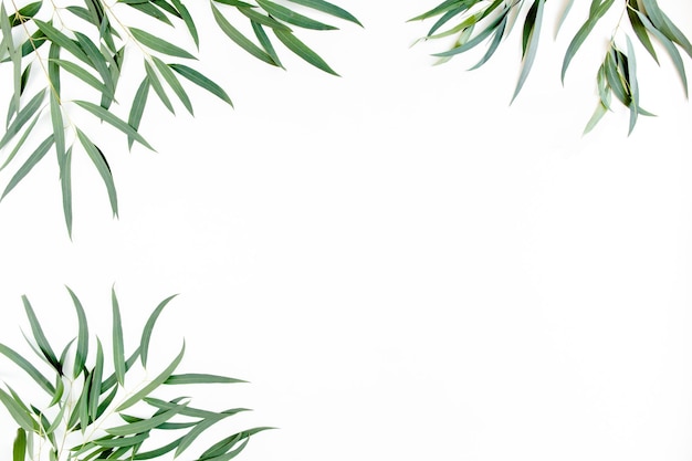 marco de ramas verdes hojas de eucalipto en un fondo blanco diseño plano vista superior